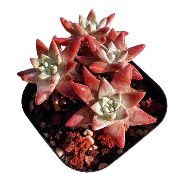 Dudleya ‘Gnoma’ - Image 4