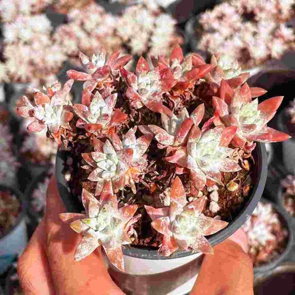Dudleya ‘Gnoma’ - Image 5