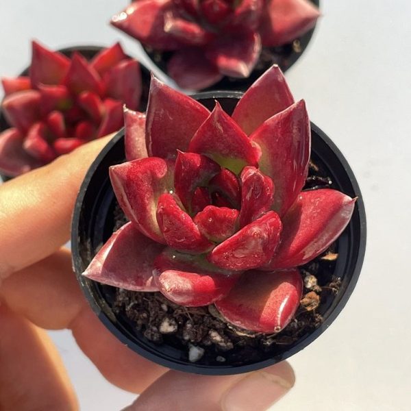 Echeveria ‘Cayenne’ - Image 2