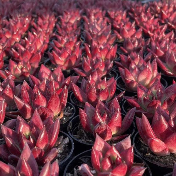 Echeveria ‘Cayenne’ - Image 3