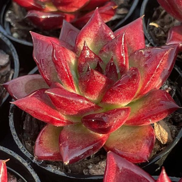 Echeveria ‘Cayenne’ - Image 4