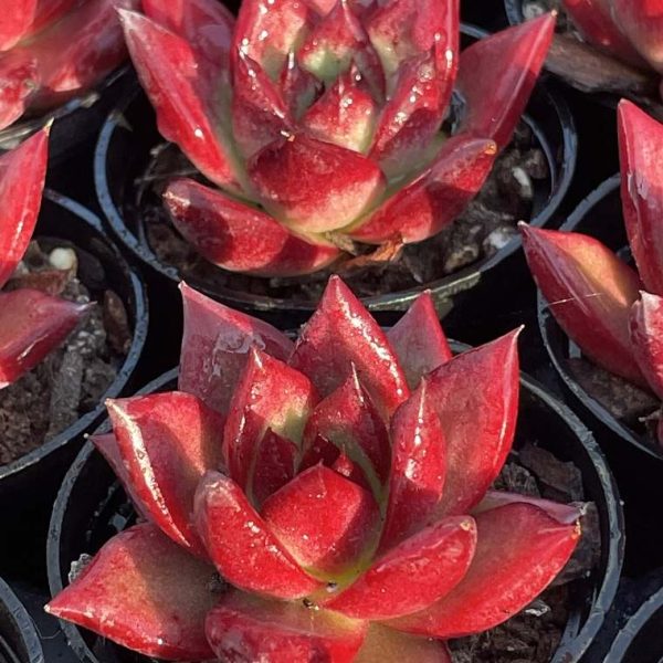 Echeveria ‘Cayenne’ - Image 6
