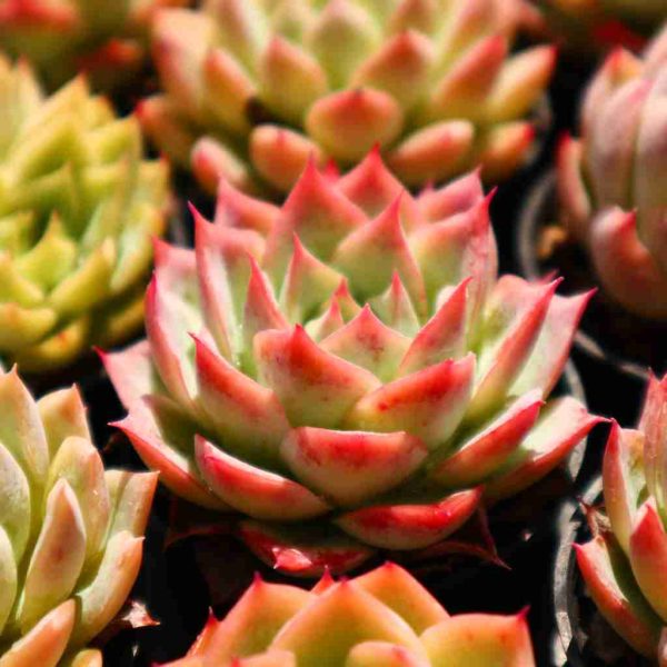 Echeveria 'isolated star' - Image 3