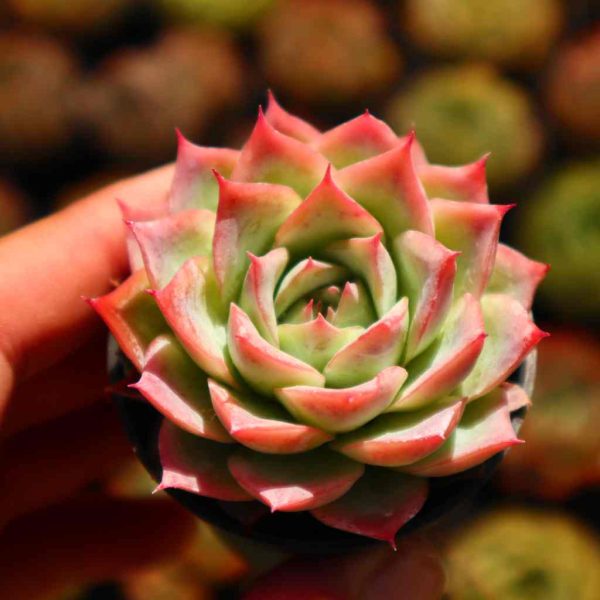 Echeveria 'isolated star' - Image 2