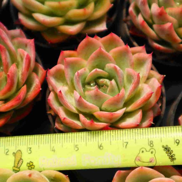 Echeveria 'isolated star' - Image 4