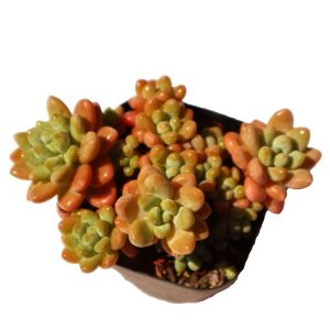 Graptopetalum ‘Rococo’