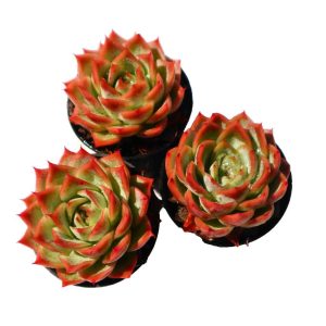 Echeveria 'isolated star'