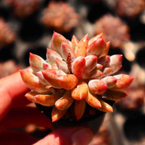 xPachyveria 'Angel's Finger' - Image 2