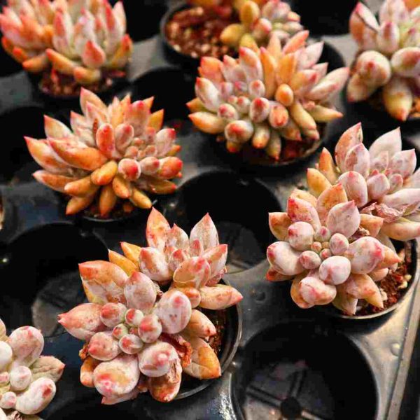 xPachyveria 'Angel's Finger' - Image 3
