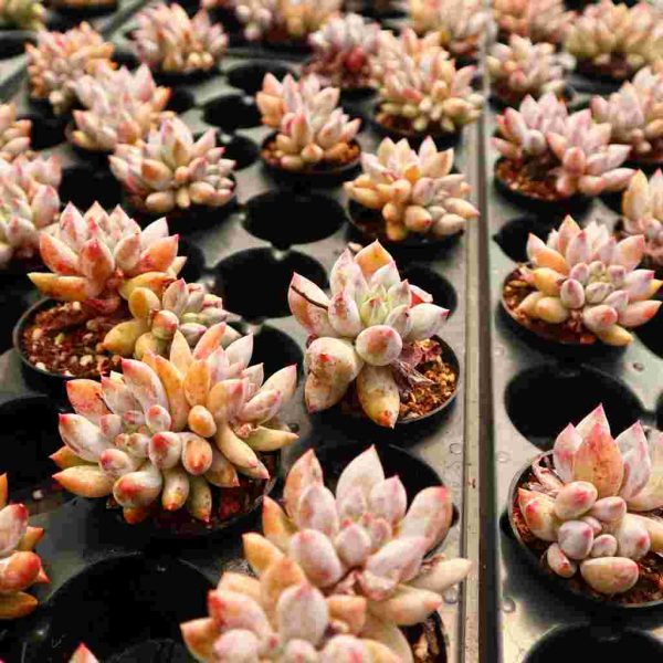 xPachyveria 'Angel's Finger' - Image 5