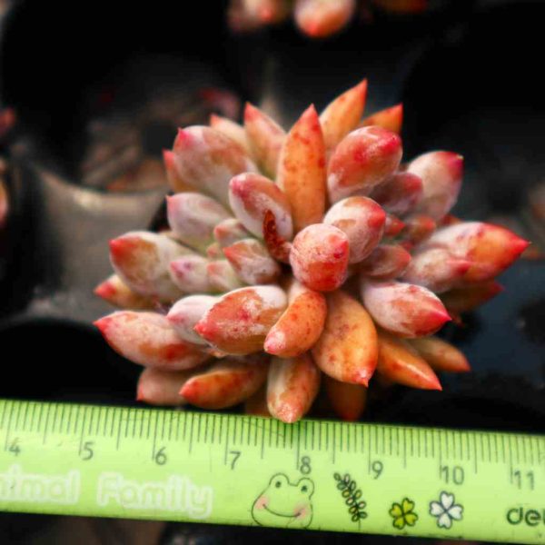 xPachyveria 'Angel's Finger' - Image 4