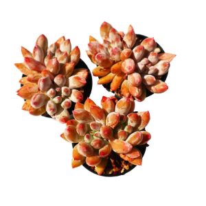 xPachyveria 'Angel's Finger'