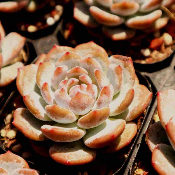 Echeveria ’Star Orange‘ - Image 2