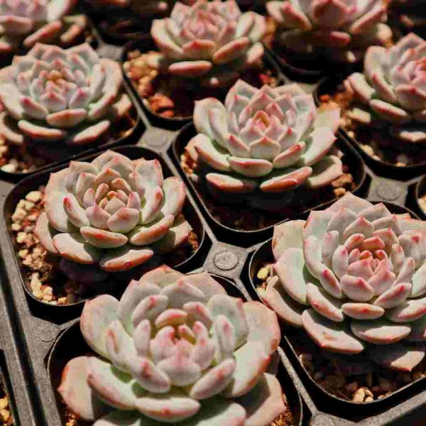 Echeveria ’Star Orange‘ - Image 3
