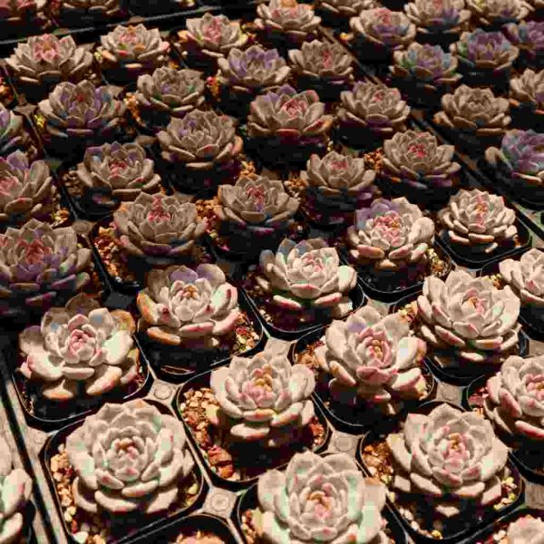 Echeveria ’Star Orange‘ - Image 5