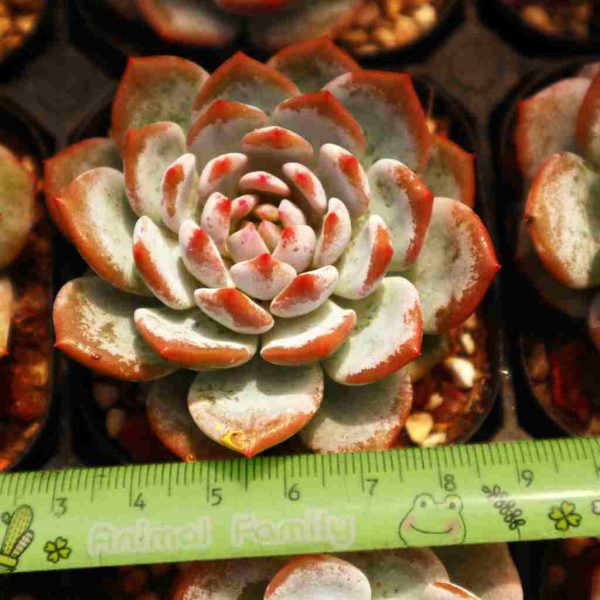 Echeveria ’Star Orange‘ - Image 4