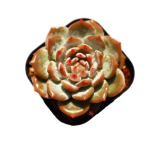 Echeveria ’Star Orange‘