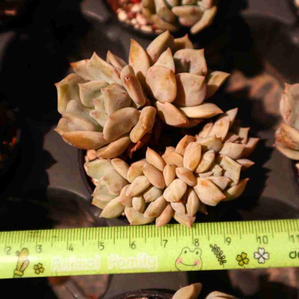 Echeveria ‘Super Milk’ - Image 3