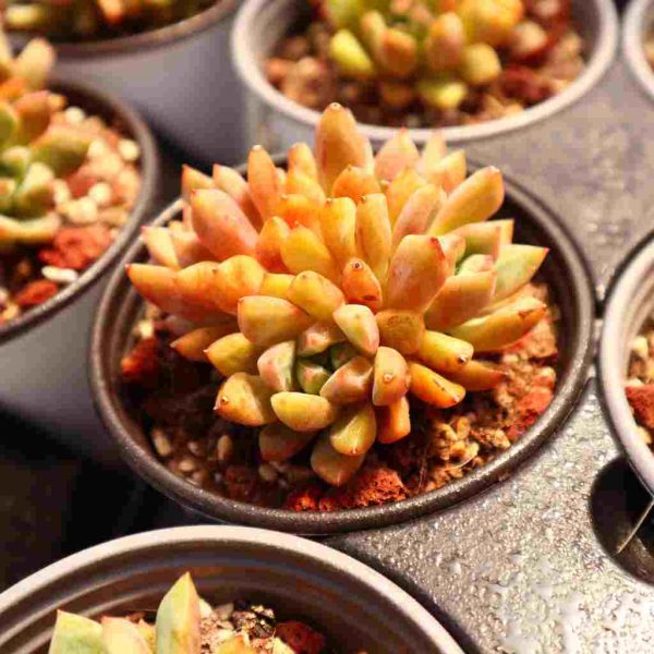 Echeveria ‘Echo’ - Image 3