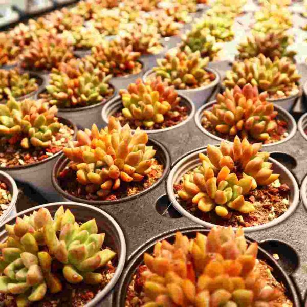 Echeveria ‘Echo’ - Image 5