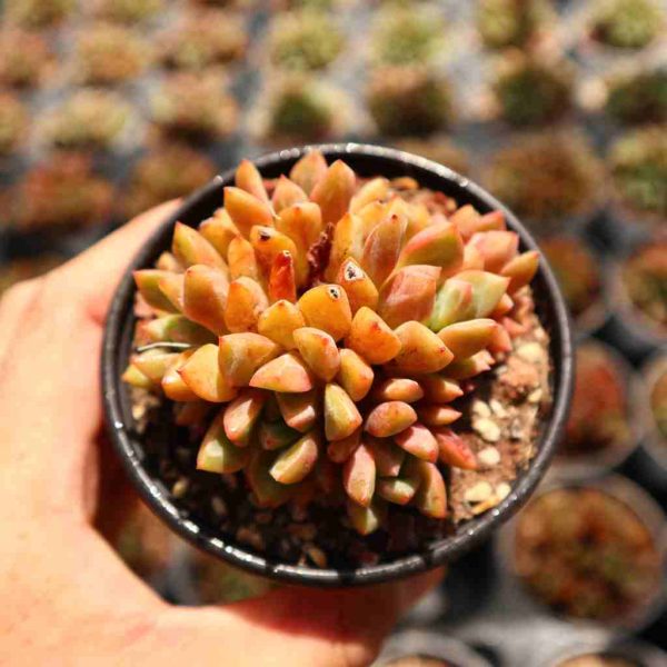Echeveria ‘Echo’ - Image 2