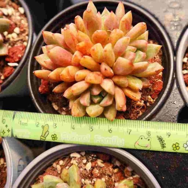 Echeveria ‘Echo’ - Image 4