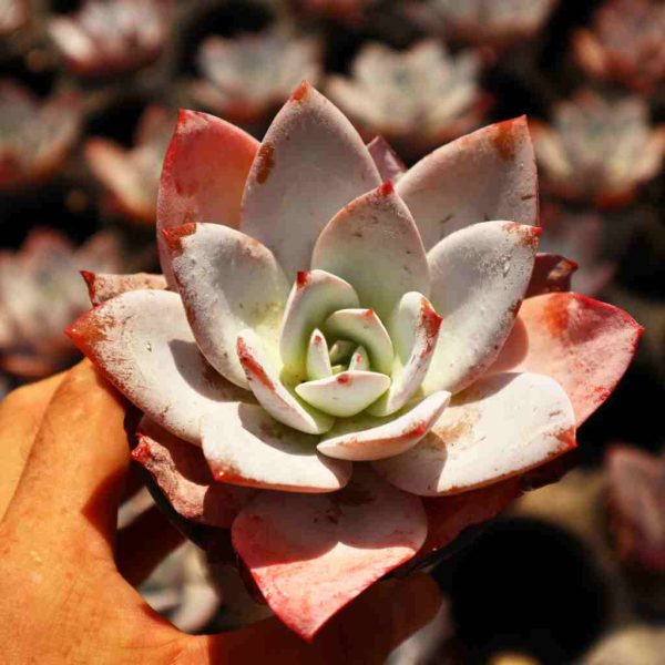 Echeveria ’White Lotus‘ - Image 2
