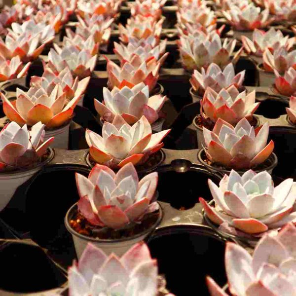 Echeveria ’White Lotus‘ - Image 5