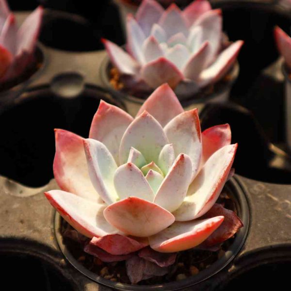 Echeveria ’White Lotus‘ - Image 3