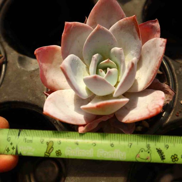 Echeveria ’White Lotus‘ - Image 4