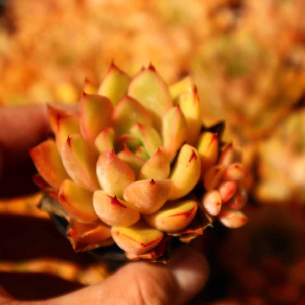 Echeveria ’Hongxiangfei‘ - Image 2