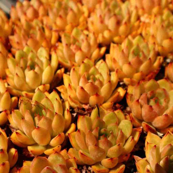 Echeveria ’Hongxiangfei‘ - Image 4