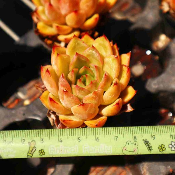 Echeveria ’Hongxiangfei‘ - Image 3
