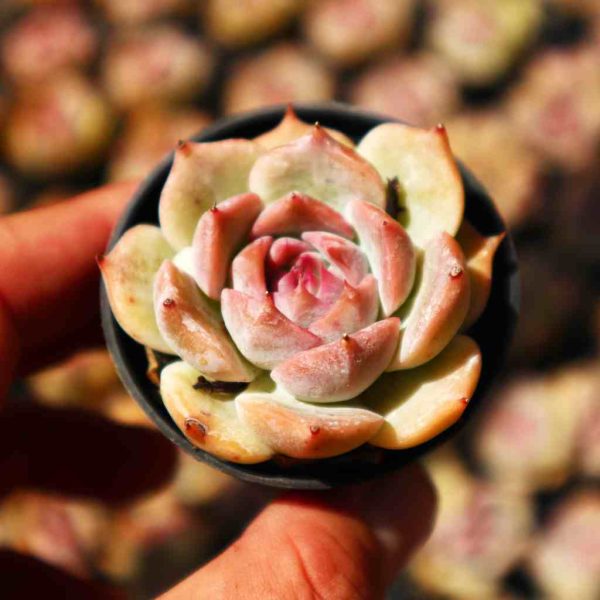 Echeveria ‘Pikaqiu’ - Image 2