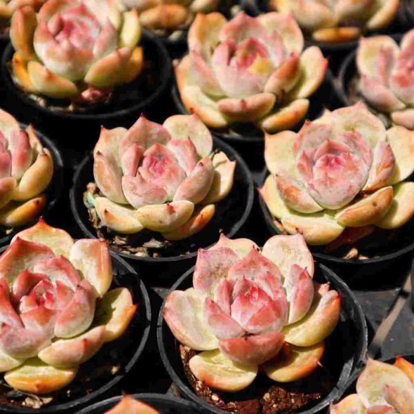 Echeveria ‘Pikaqiu’ - Image 3