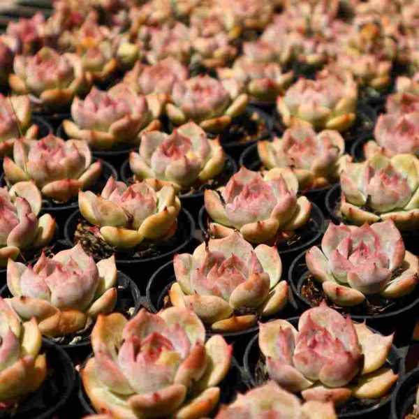 Echeveria ‘Pikaqiu’ - Image 4