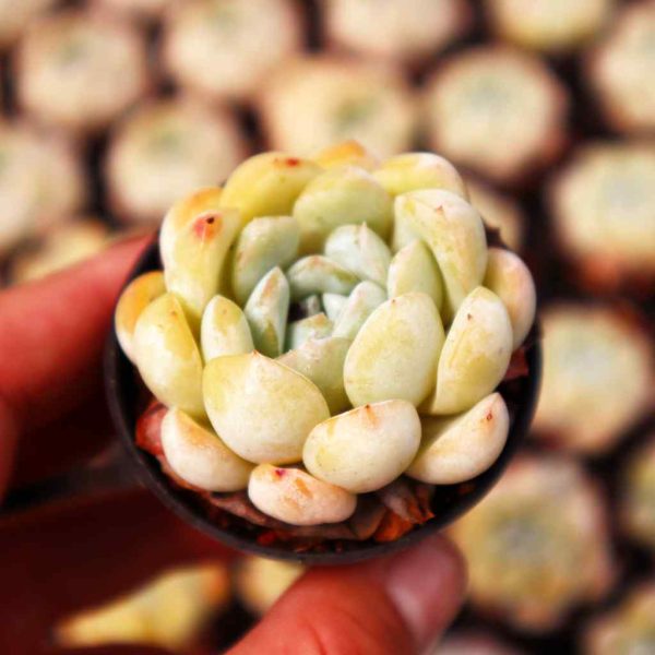 Echeveria ‘Narcissus' - Image 2