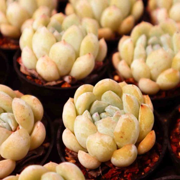 Echeveria ‘Narcissus' - Image 3