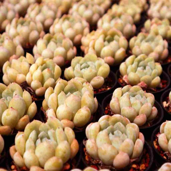 Echeveria ‘Narcissus' - Image 4