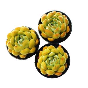 Echeveria ‘Narcissus'