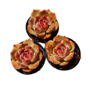 Echeveria ‘Pikaqiu’