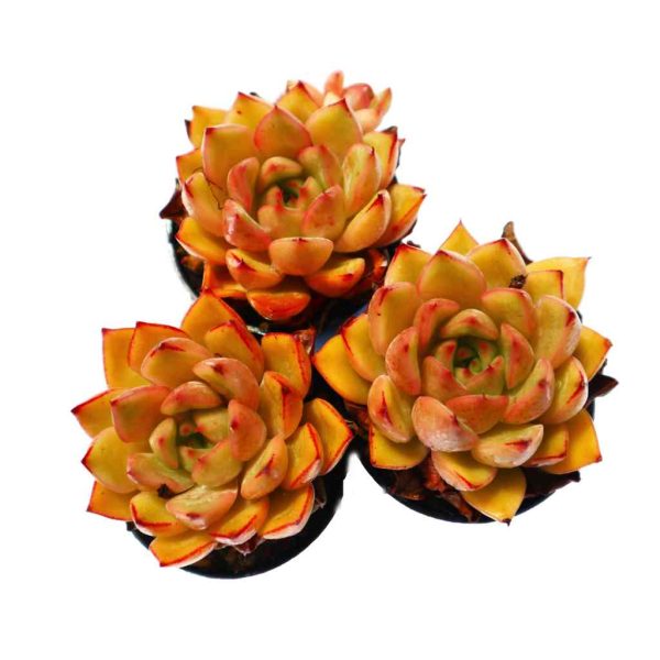 Echeveria ’Hongxiangfei‘