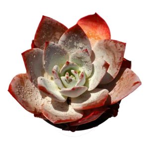 Echeveria ’White Lotus‘