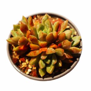 Echeveria ‘Echo’