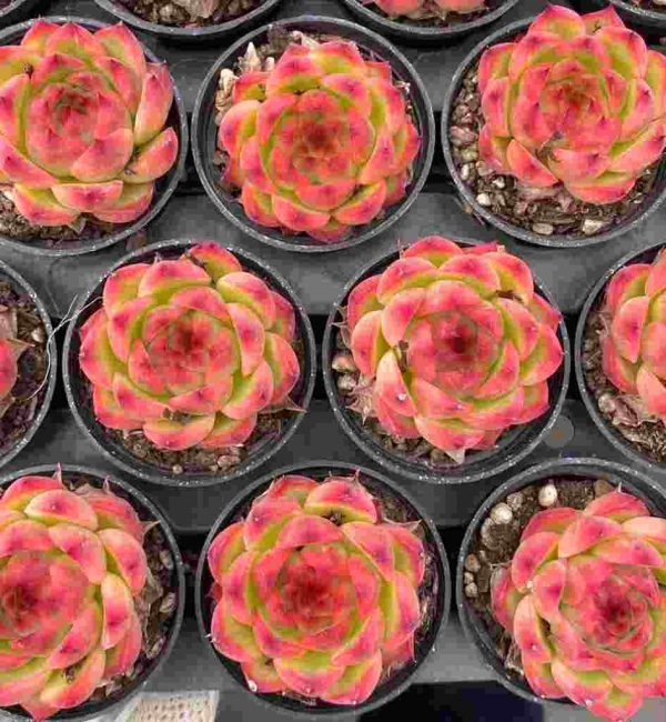 Echeveria ’Red Corn‘ - Image 5