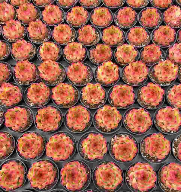 Echeveria ’Red Corn‘ - Image 6