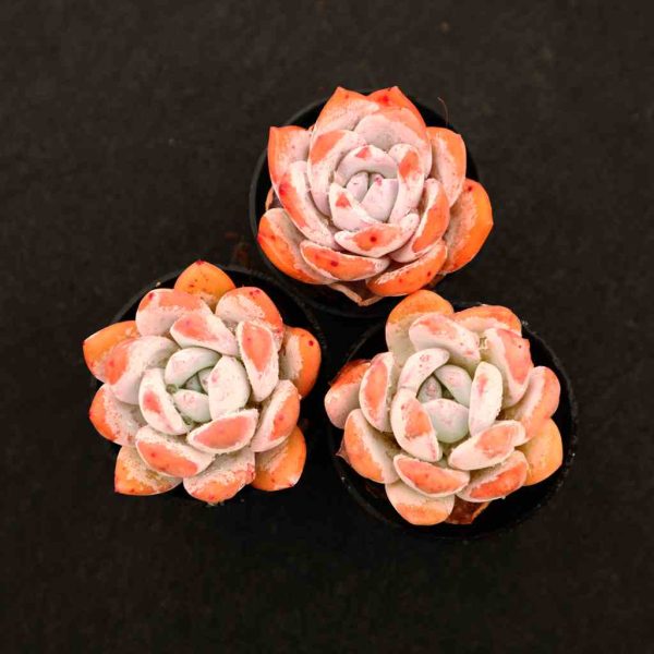 Echeveria ChangE - Image 2