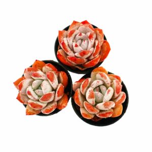 Echeveria ChangE