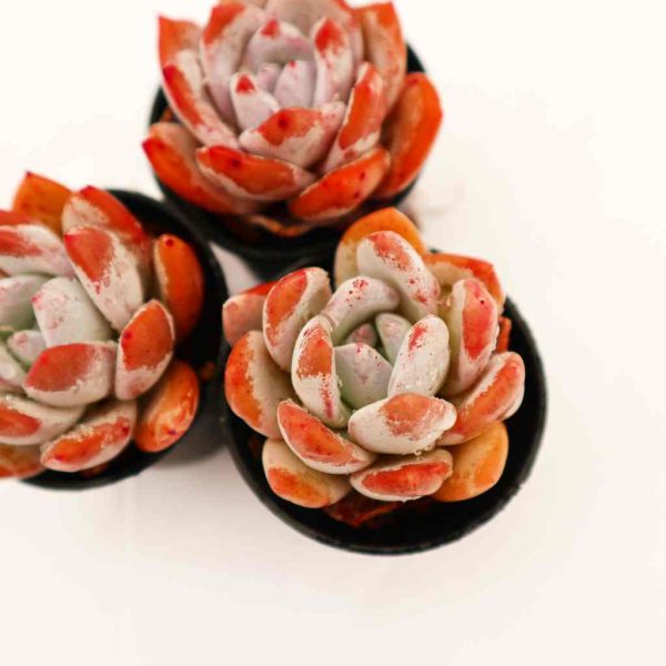 Echeveria ChangE - Image 3