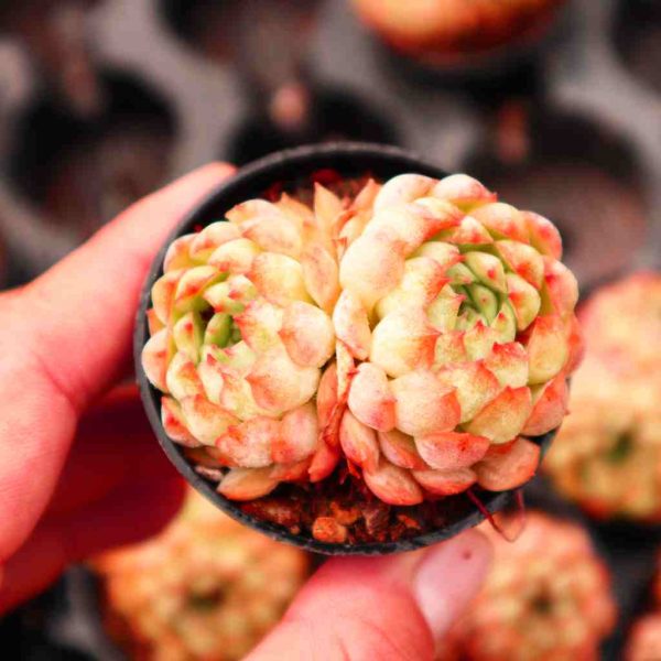 Echeveria Globulosa P - Image 2